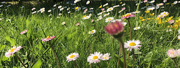 Kedolla näkyy erilaisia kukkia.